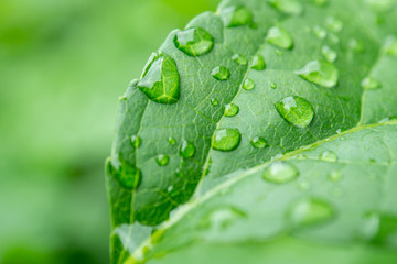 植物の葉　雨の日　水滴　雨