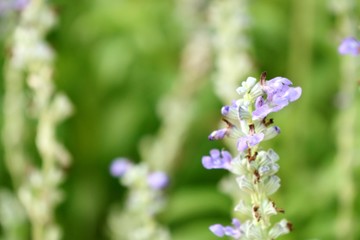 Purple salvia flower in tropical
