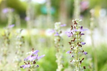 Purple salvia flower in tropical