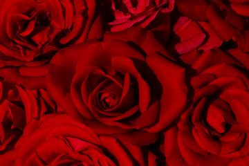 Red Roses Texture