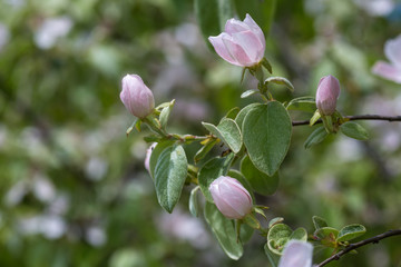 Blossom of quince in late spring, Cydonia oblonga, Shamakhi, Azerbaijan
