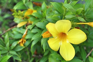 Yellow flowers in the tropical