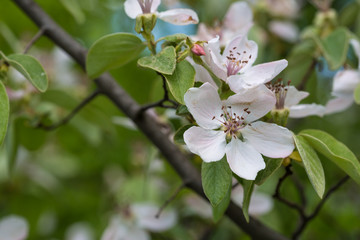Fototapeta premium Blossom of quince in late spring, Cydonia oblonga, Shamakhi, Azerbaijan