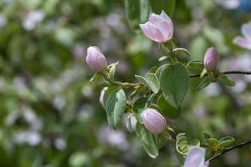 Blossom of quince in late spring, Cydonia oblonga, Shamakhi, Azerbaijan