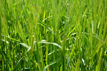 Cultivo de trigo, agricultura