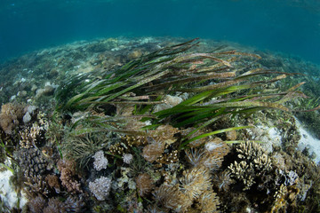 Corals and other invertebrates grow in a shallow seagrass meadow in Komodo National Park, Indonesia. This tropical area is known for its high marine biodiversity as well as its dragons.