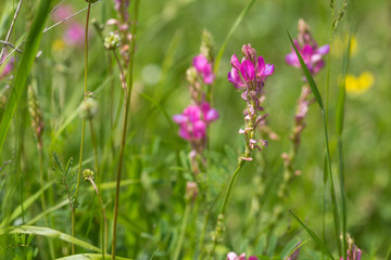 Purple little wild field flowers wild close up. Shemakha, Azerbaijan.