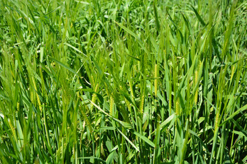 Cultivo de trigo, agricultura