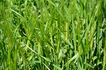 Cultivo de trigo, agricultura