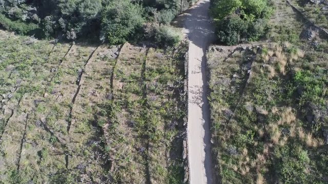 Aerial view  of fields of cherry blossom  in Barcelona. Sant Climent de Llobregat. Spain. 4k Drone Video