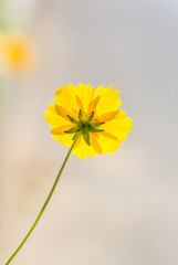 Outdoor spring, blooming yellow flower close-up, Coreopsis，Coreopsis drummondii Torr. et Gray