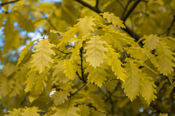 Oak leafs. Spring oak leafs in bright sunlight