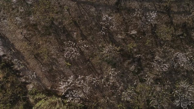 Aerial view  of fields of cherry blossom  in Barcelona. Sant Climent de Llobregat. Spain. 4k Drone Video