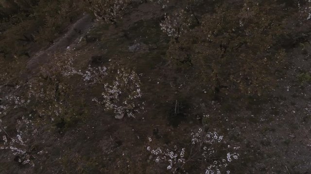 Aerial view  of fields of cherry blossom  in Barcelona. Sant Climent de Llobregat. Spain. 4k Drone Video