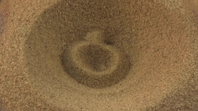 Antlion catches ant 1127 3