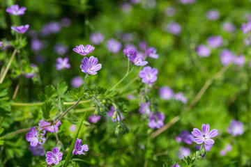 Purple little wild field flowers wild close up. Shemakha, Azerbaijan.
