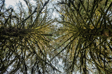Fototapeta premium Hoh Trees