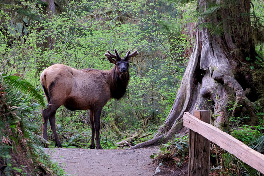 Hoh Elk on Trail