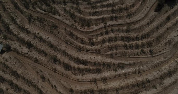 Aerial view  of fields of cherry blossom  in Barcelona. Sant Climent de Llobregat. Spain. 4k Drone Video