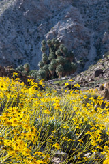 Yellow Flowers Bloom with Fortynine Palms Oasis