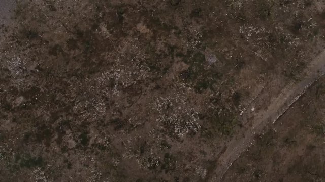 Aerial view  of fields of cherry blossom  in Barcelona. Sant Climent de Llobregat. Spain. 4k Drone Video