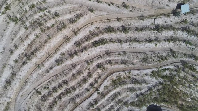 Aerial view  of fields of cherry blossom  in Barcelona. Sant Climent de Llobregat. Spain. 4k Drone Video