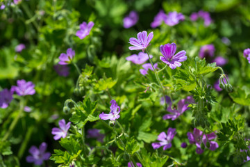 Purple little wild field flowers wild close up. Shemakha, Azerbaijan.