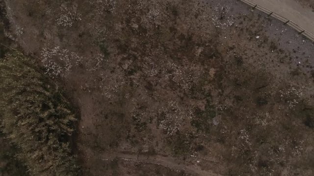 Aerial view  of fields of cherry blossom  in Barcelona. Sant Climent de Llobregat. Spain. 4k Drone Video
