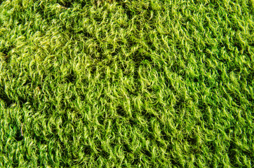 Woolly Moss Background