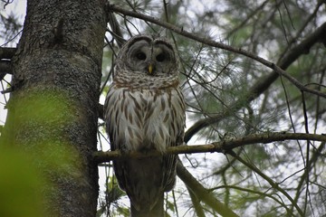 Barred Owl 