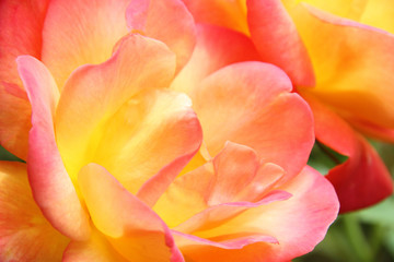 orange red close up of rose