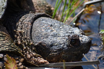 Fototapeta na wymiar Close up snapping turtle
