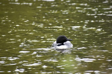 Common Loon 
