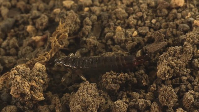 Earwig scapes from antlion pit 1128 2