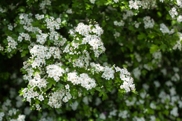 Hawthorn flowers. The close-up of white hawthorn flowers