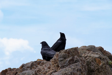 two black ravens on rock