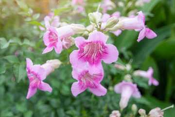 Fototapeta premium Pink trumpet vine or Podranea ricasoliana bloom with sunlight on blur nature background.