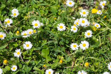 Wild camomile in the field with natural background