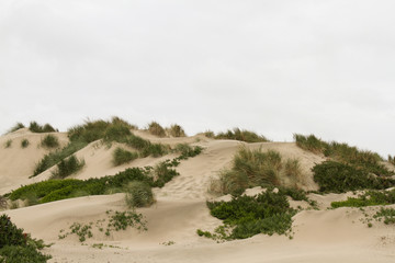 Sand dunes with shrubs