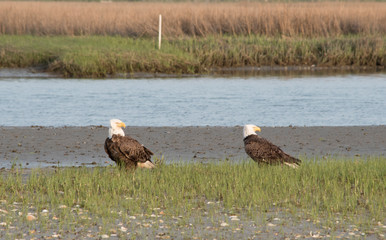 Bald Eagle Couple