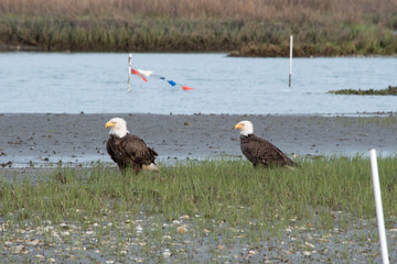 Bald Eagle Couple