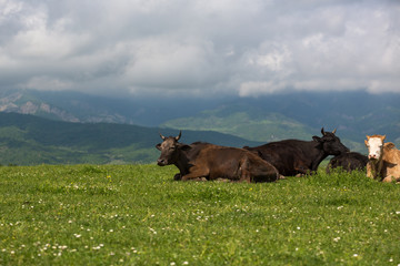 Cows on the alp fields. A cows is sitting at an alpine meadow in the alps.