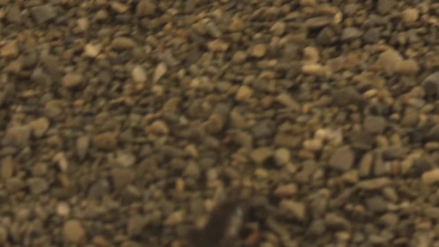 Earwig scapes from antlion pit 1128 3
