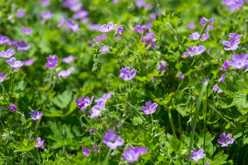 Purple little wild field flowers wild close up. Shemakha, Azerbaijan.