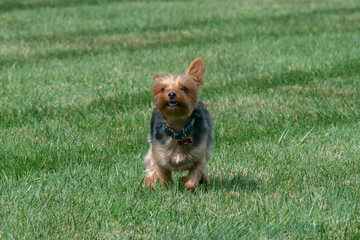 Running in the grass