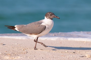 Seagull walking of a white sandy beach at the shore line.