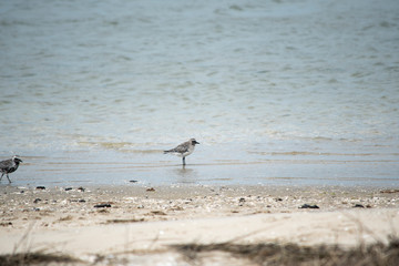 Black Bellied Plover
