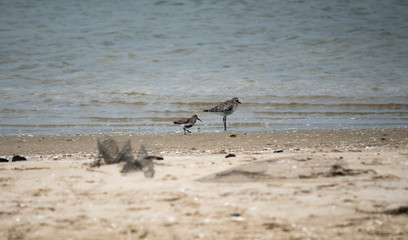 Black Bellied Plover and Dunlin