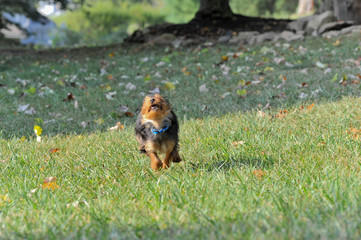 The Yorkshire Terrier is a small dog breed of terrier type,  The breed is nicknamed Yorkie