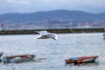 seagull in flight